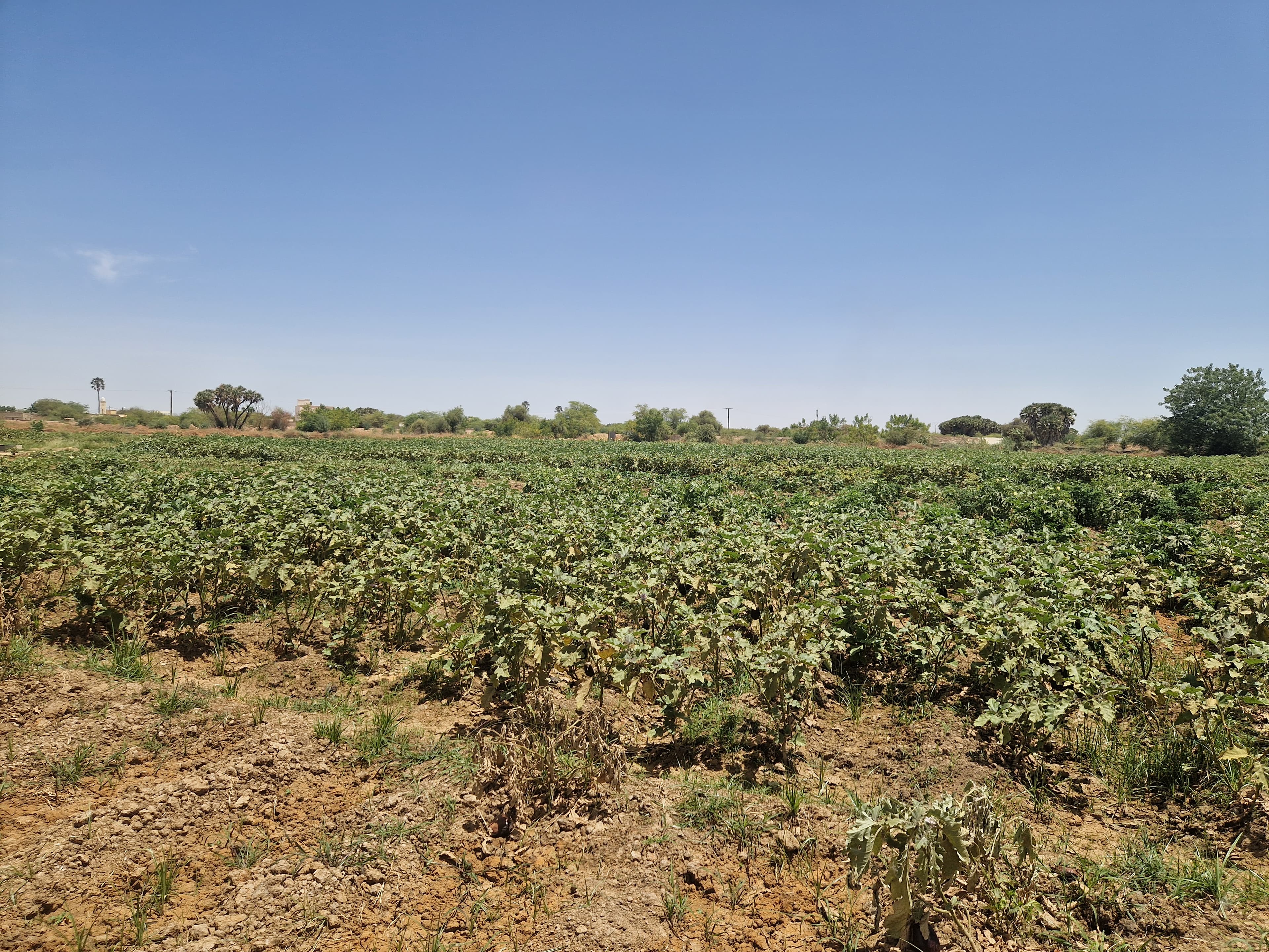 Agroforestry