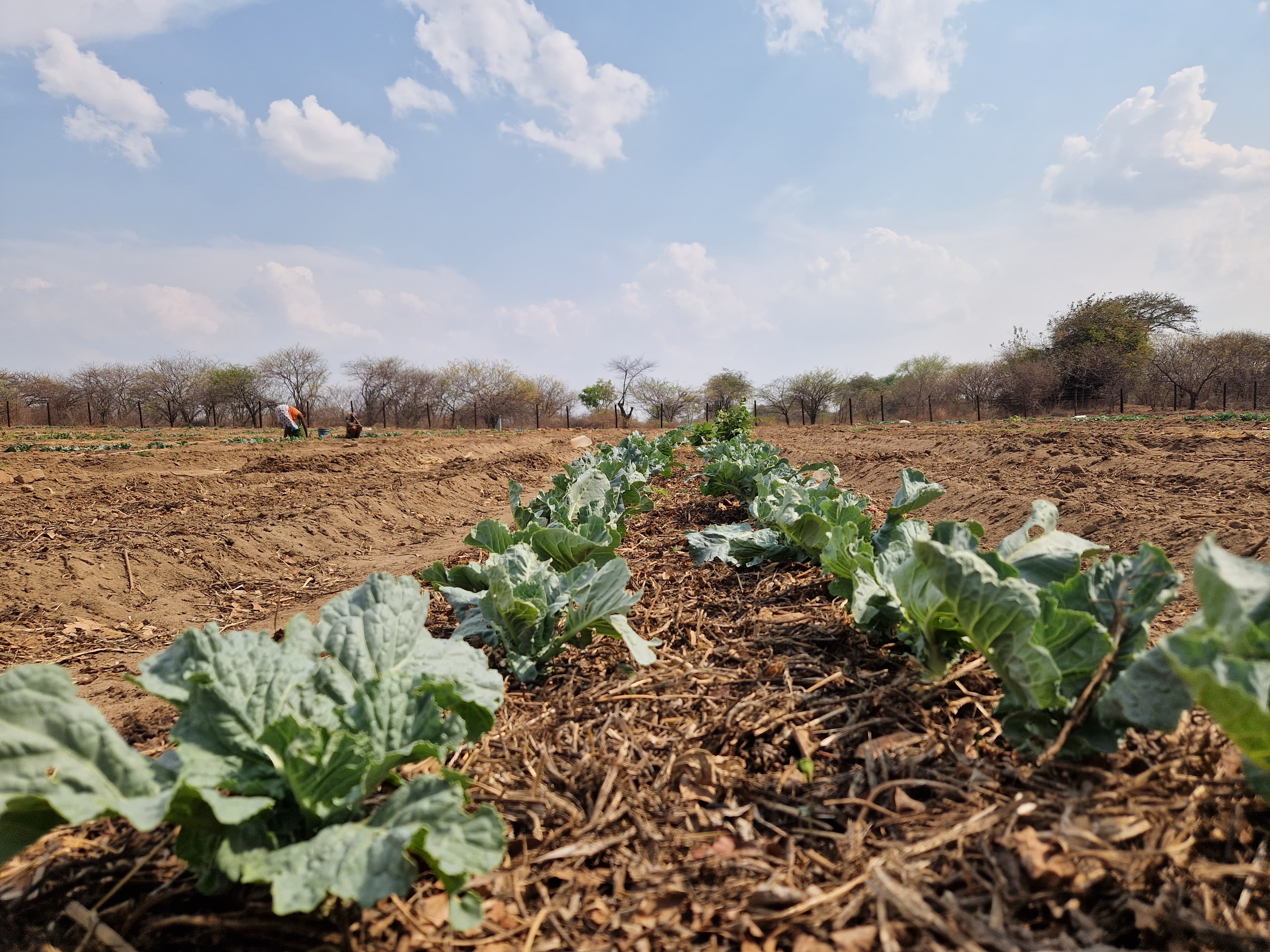 Crops growing in resilient agricultural soil